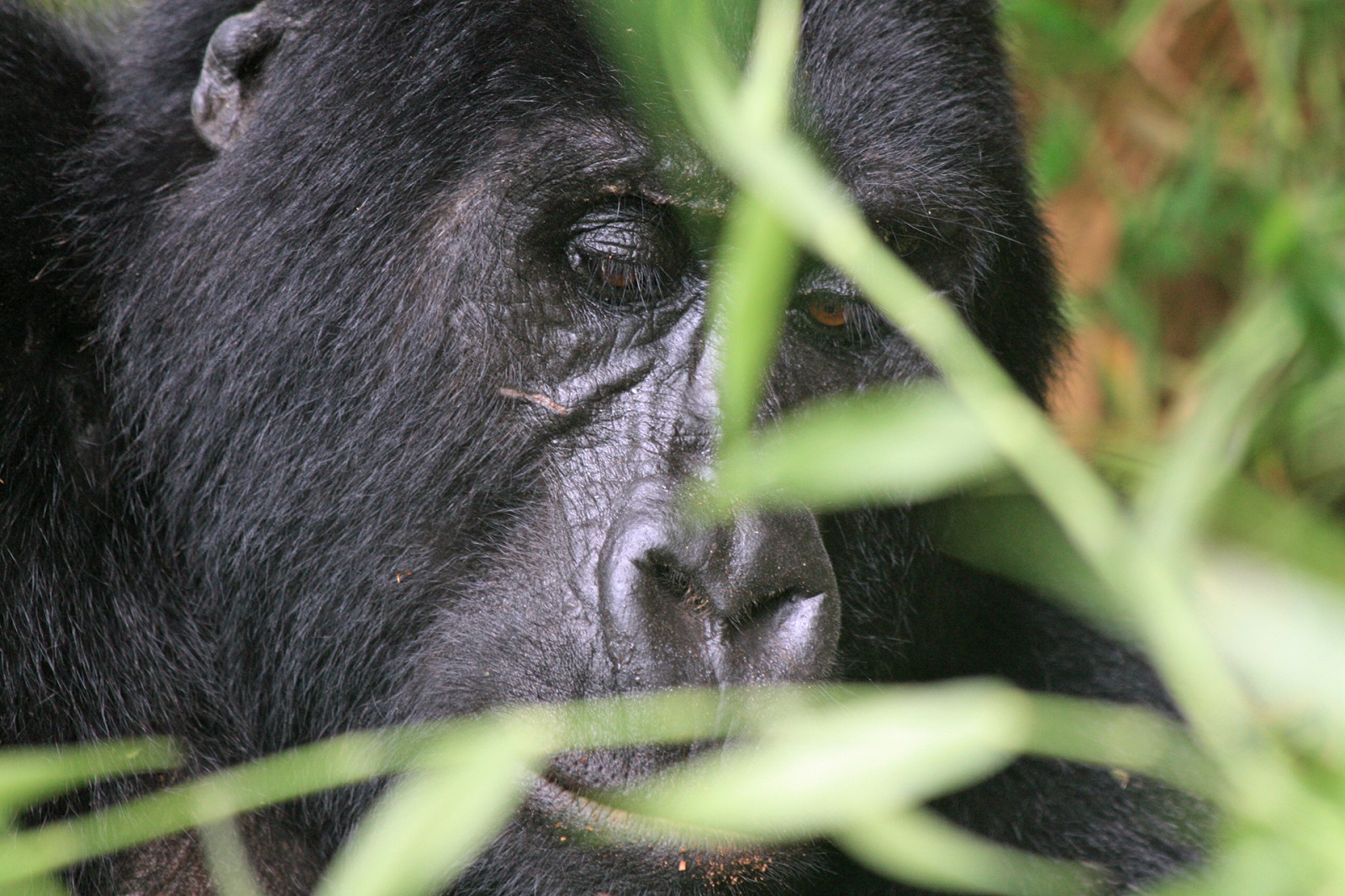 Keine Preiserhöhung für Gorilla – Trekkingtouren in Uganda